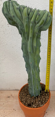 Myrtillocactus geometrizans forma cristata - Mirtillocactus crestato - vaso 22 h 40