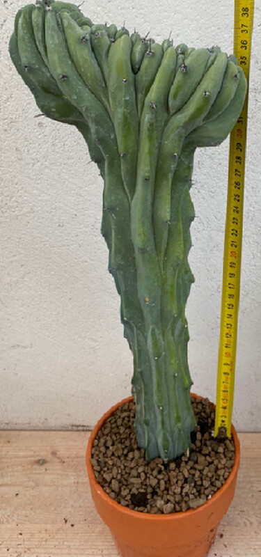 Myrtillocactus geometrizans forma cristata, Mirtillocactus crestato - vaso Ø22 cm h 40 cm