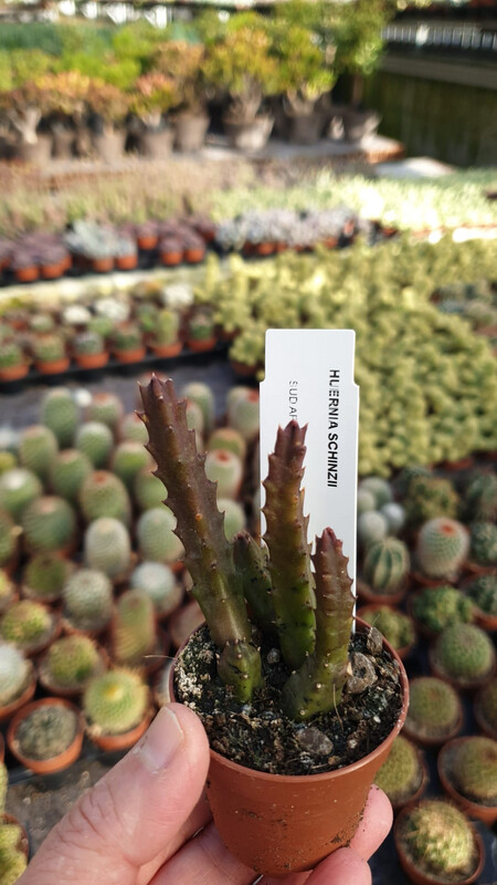 Stapelia Huernia Schinzii - vaso Ø5 cm