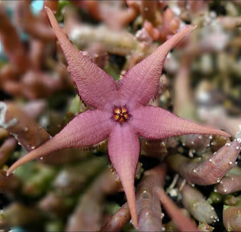 Stapelia Huernia Schinzii - vaso Ø5 cm