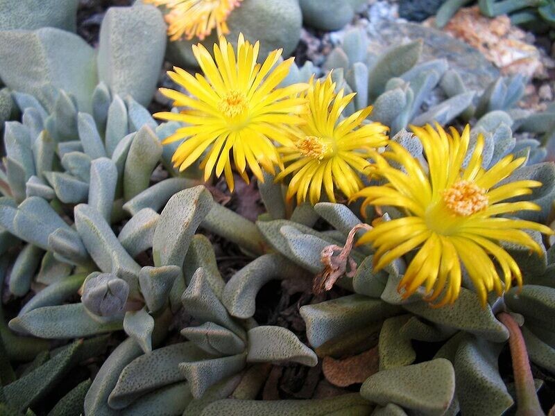 Aloinopsis Orpenii - vaso Ø8 cm