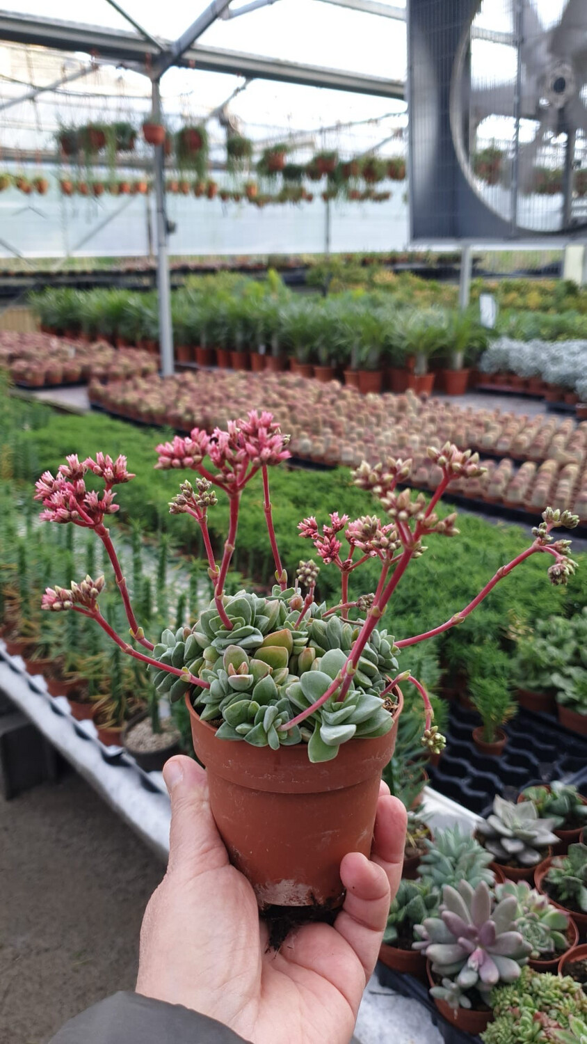 Crassula Coralita, Albero di Giada - vaso Ø 8,5 cm