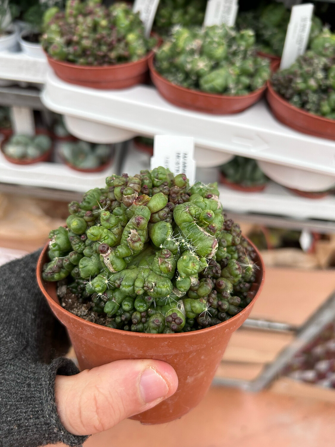Mammillaria bocasana &#39;Monstruosa&#39; - vaso 10,5