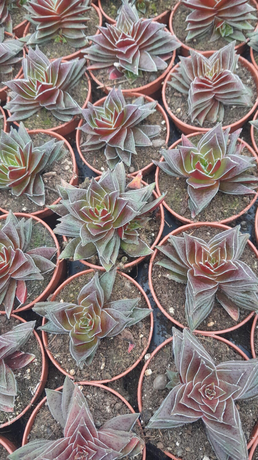 Crassula capitella &#39;Star&#39; - vaso Ø 5,5 cm