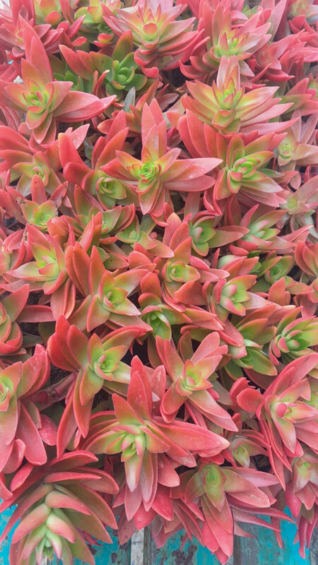 Crassula capitella 'Campfire' - vaso  Ø 5,5 cm