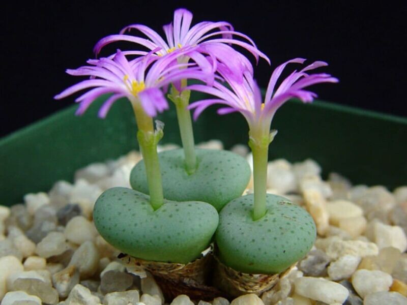 Conophytum wettsteinii - vaso 8 cm