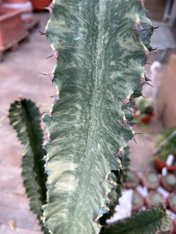 Euforbia Eritrea variegata, Euphorbia marmorata - vaso Ø17 cm, h 50 cm