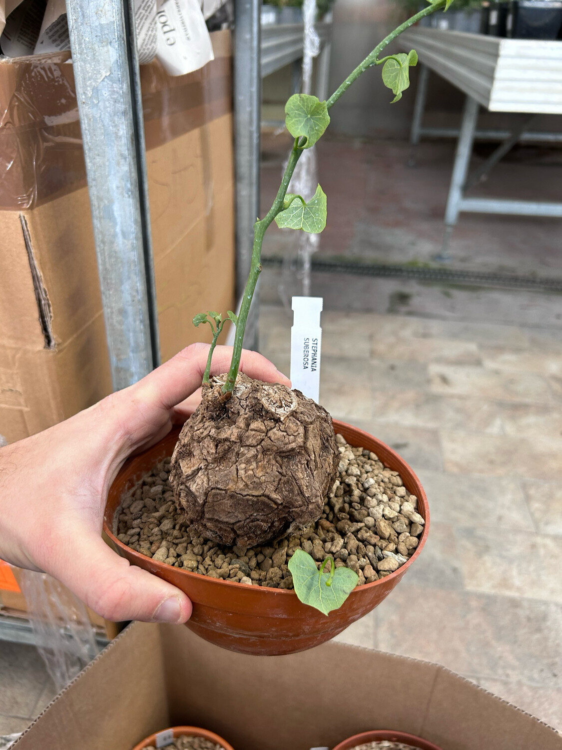Stephania tuberosa - vaso Ø15 cm esemplare