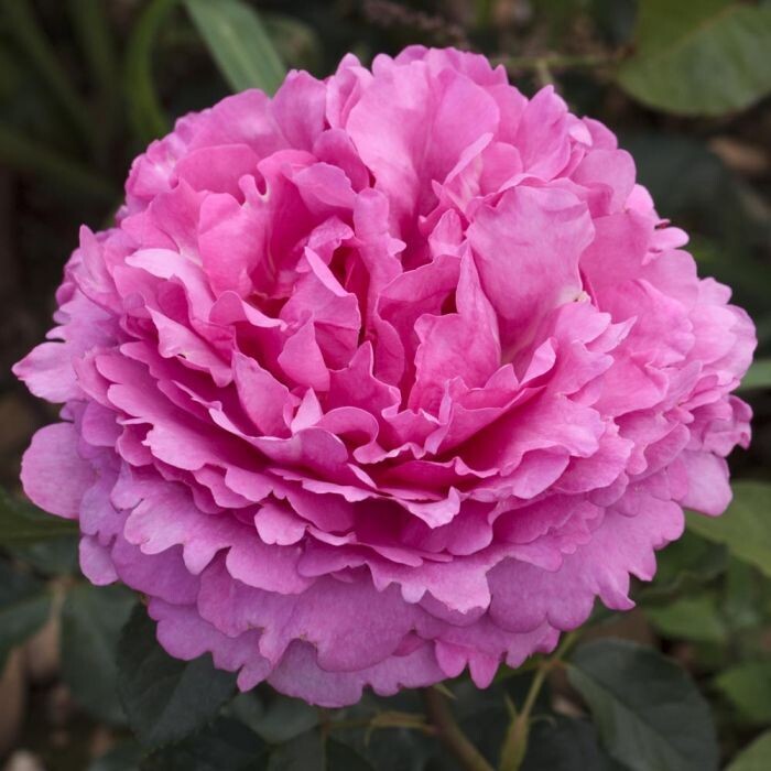 Rosa Rose - Rampicanti - Meilland Rosa Yves Piaget ® Gpt - Vaso 18 h 30