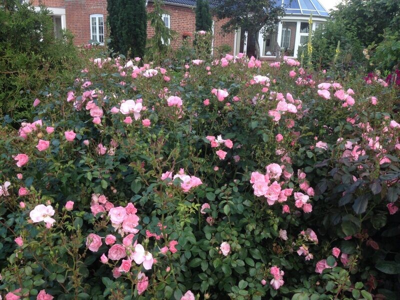 Rosa Rose - Paesaggistiche - Meilland Rosa ' Bonica 82 ' ® - Vaso 3 litri