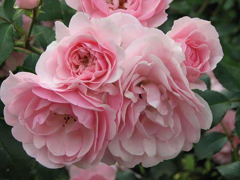 Rosa Rose - Paesaggistiche - Meilland Rosa &#39; Bonica 82 &#39; ® - Vaso 3 litri