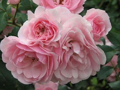 Rosa Rose - Paesaggistiche - Meilland Rosa ' Bonica 82 ' ® - Vaso 3 litri