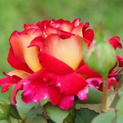 Rosa Rose - Grandi Fiori - Meilland Rosa Bolshoi ® - Vaso 18