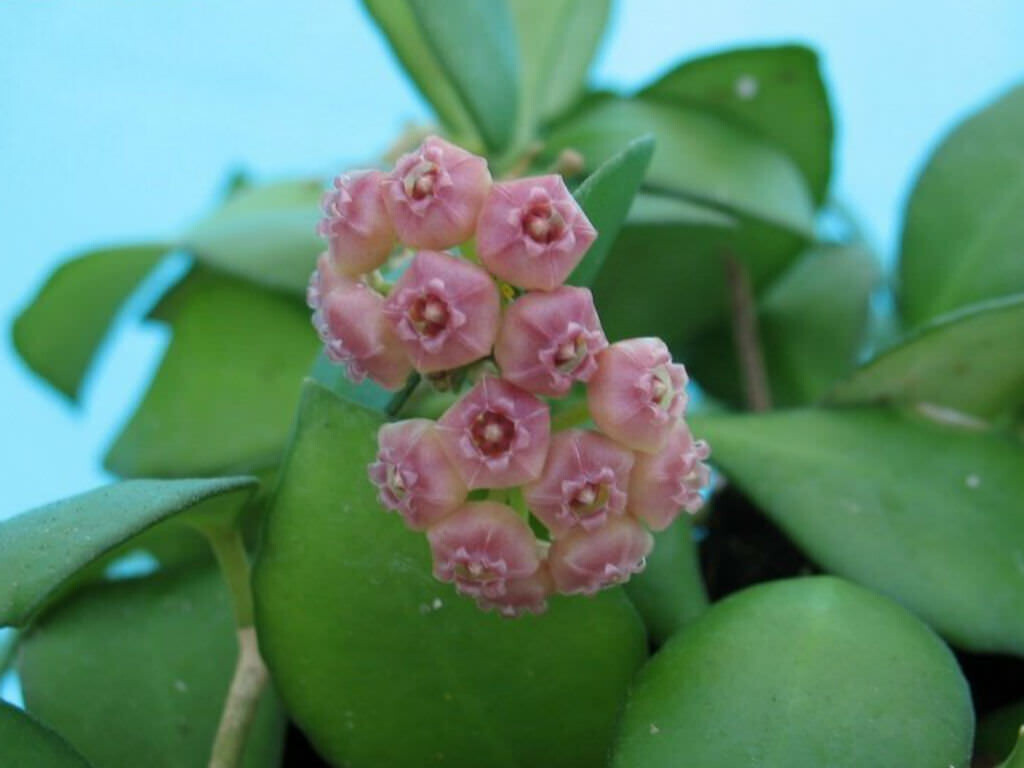 Hoya heuschkeliana - vaso 10.5 basket