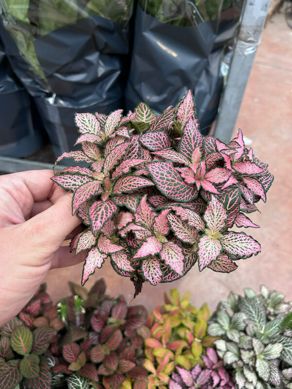 Fittonia Mos Zalm Star &#39;Anne&#39; - vaso Ø12 cm