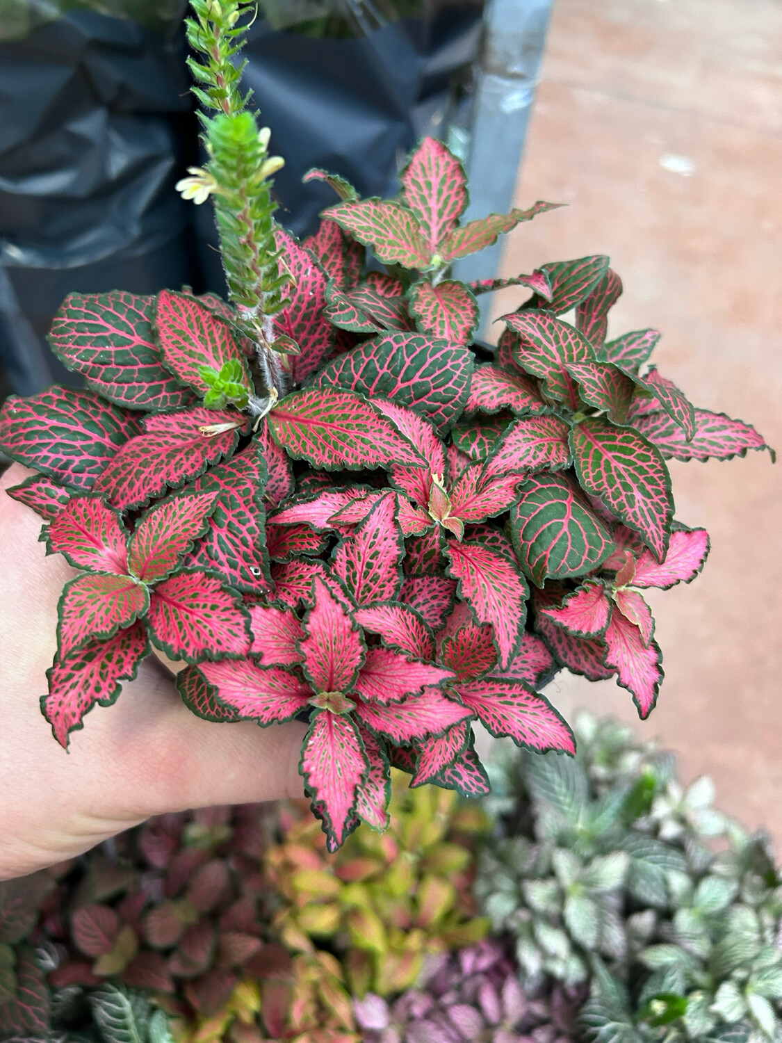 Fittonia 'Forest Flame' - vaso Ø12 cm