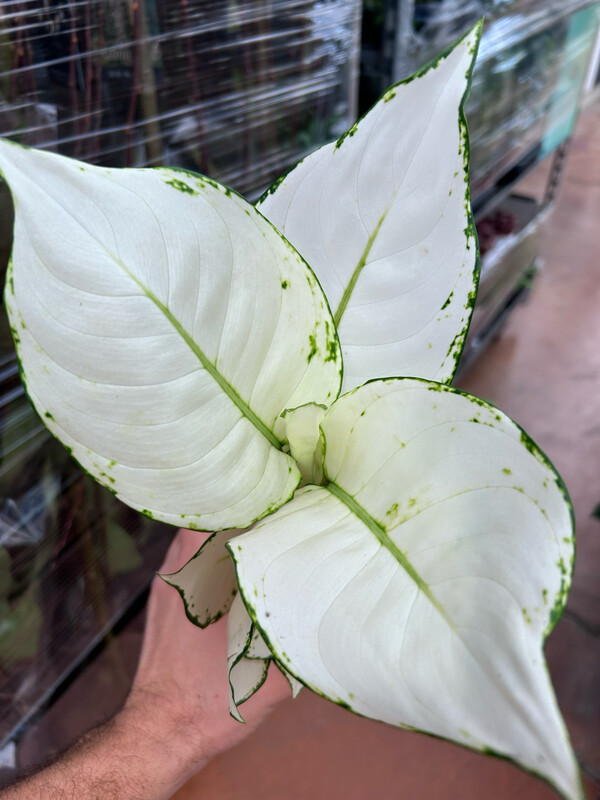 Aglaonema &#39;White Joy&#39; - vaso Ø12 cm
