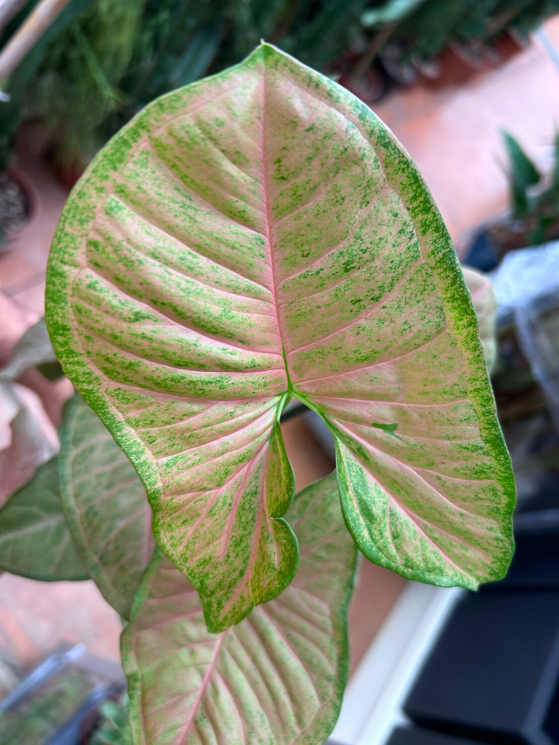 Syngonium podophyllum &#39;Pink Margherita&#39; - vaso Ø12 cm