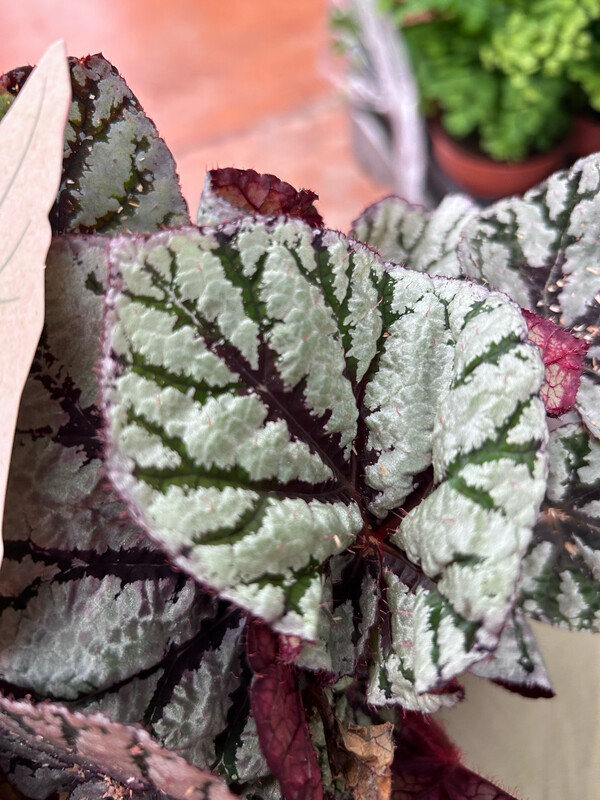 Begonia Rex &#39;Magic Colours Fedor&#39; - vaso Ø12 cm