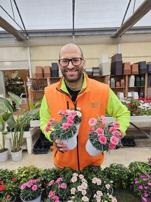 Garofano, Dianthus spp - vaso Ø14 cm
