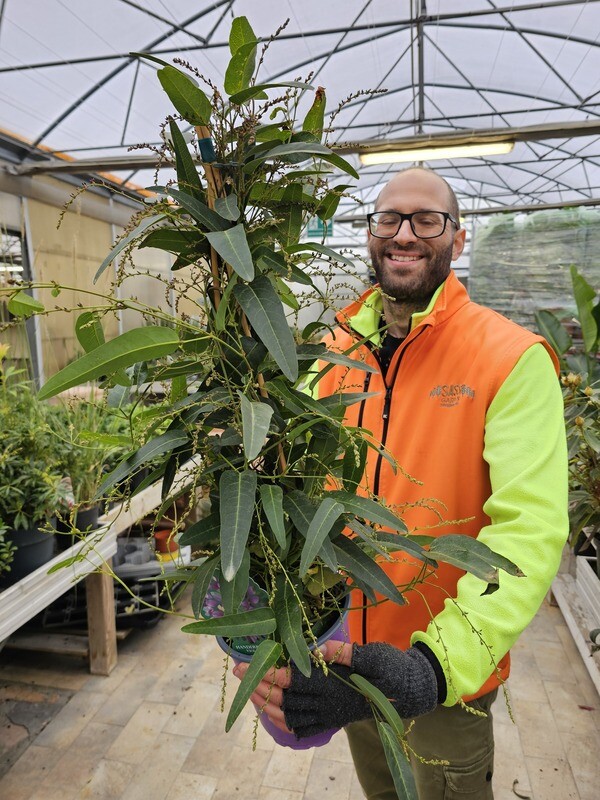Hardenbergia violacea - vaso Ø17 cm