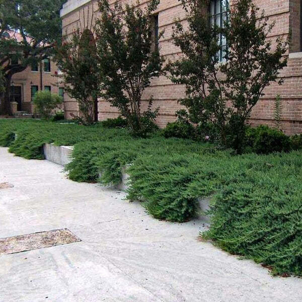 Juniperus conferta &#39;Blue Pacific&#39;, Ginepro &#39;Blue Pacific&#39; - vaso Ø18 cm