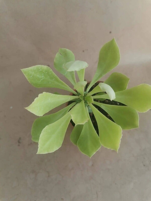 Monadenium stapelianthoides - vaso 5.5
