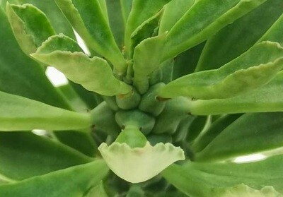 Monadenium stapelianthoides - vaso 5.5