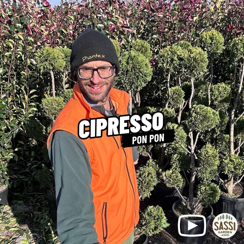 Cipresso Pon Pon, Cupressocyparis leylandii - vaso Ø26 cm, H 160 cm