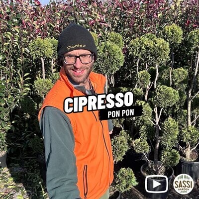 Cipresso Pon Pon, Cupressocyparis leylandii - vaso Ø26 cm, H 160 cm
