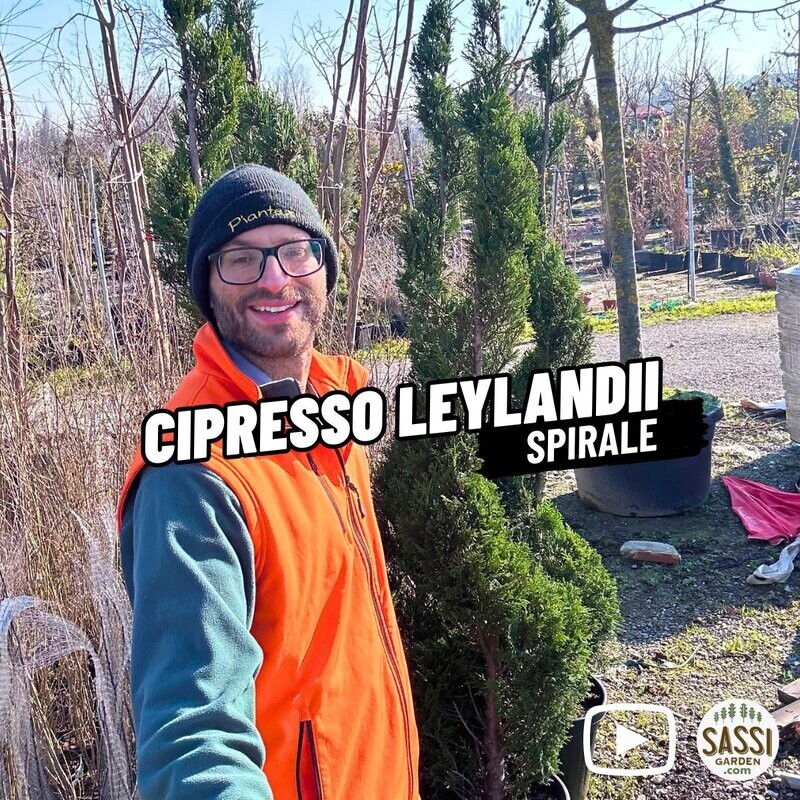 Cipresso Leylandii Spirale, Cupressocyparis leylandii  - vaso Ø26 cm, h 160 cm