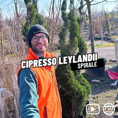 Cipresso Leylandii Spirale, Cupressocyparis leylandii - vaso Ø26 cm, h 160 cm