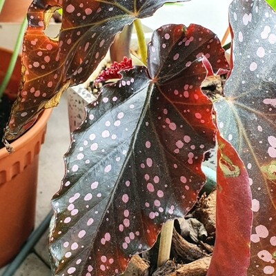 Begonia Cracklin Rosie - vaso Ø12 cm