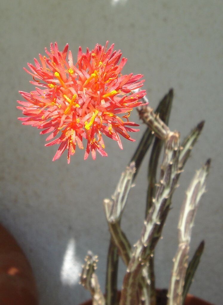 Senecio stapeliaeformis - vaso Ø5,5 cm