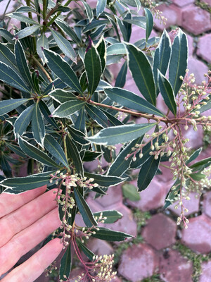 Pieris Japonica &#39;Fleming Silver&#39; - vaso Ø23 cm