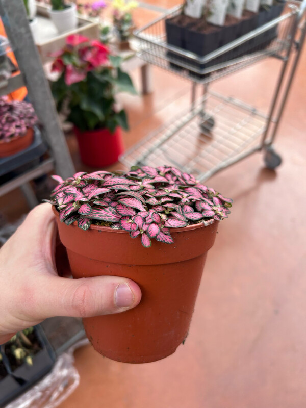 Fittonia 'Pink Minima' - vaso Ø12 cm