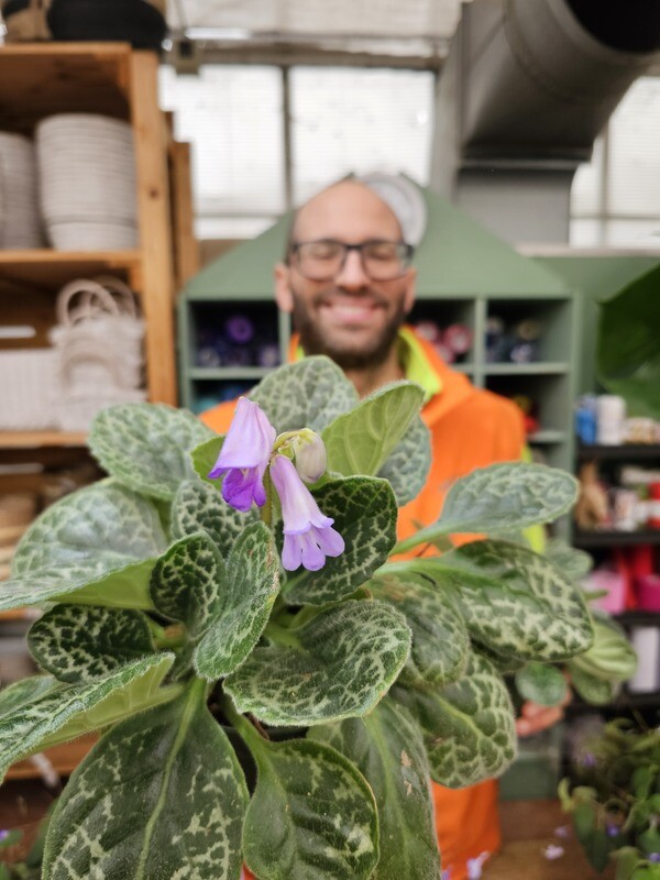 Streptocarpus saxorum &#39;Pretty Turtle&#39;, Streptocarpus tartaruga - vaso Ø13 cm