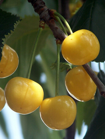 Ciliegio  Durone Giallo - Prunus avium &#39;Durone Giallo&#39; - vaso Ø24 cm