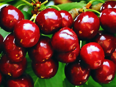 Ciliegio &#39;New Star&#39;,  Prunus avium &#39;New Star&#39; - vaso Ø25 cm