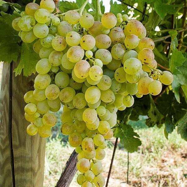 Vite da tavola Inzolia - Vitis vinifera &#39;Inzolia&#39; -uva  - vaso 18