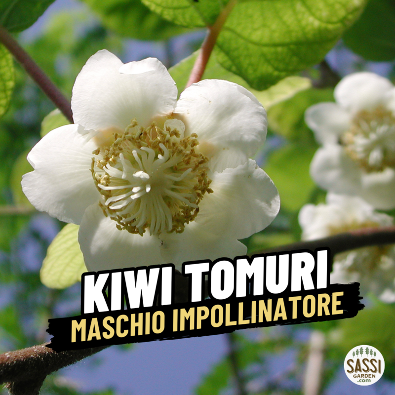 Kiwi Actinidia deliciosa 'Tomuri' MASCHIO impollinatore - vaso Ø17 cm, h 150 cm Kiwi Actinidia deliciosa 'Tomuri' MASCHIO impollinatore - vaso Ø17 cm, h 150 cm
