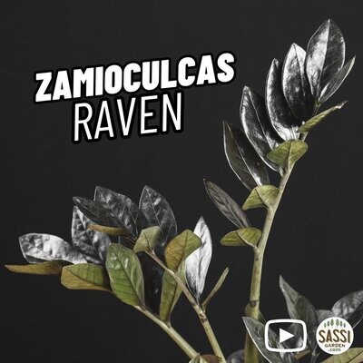 Zamioculcas zamiifolia 'Raven' Nera, gemma di Zanzibar - vaso Ø17 cm, h 55 cm