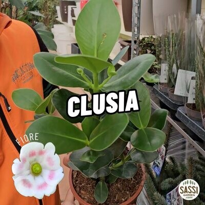 Clusia Rosea - vaso Ø17 cm, h 40 cm