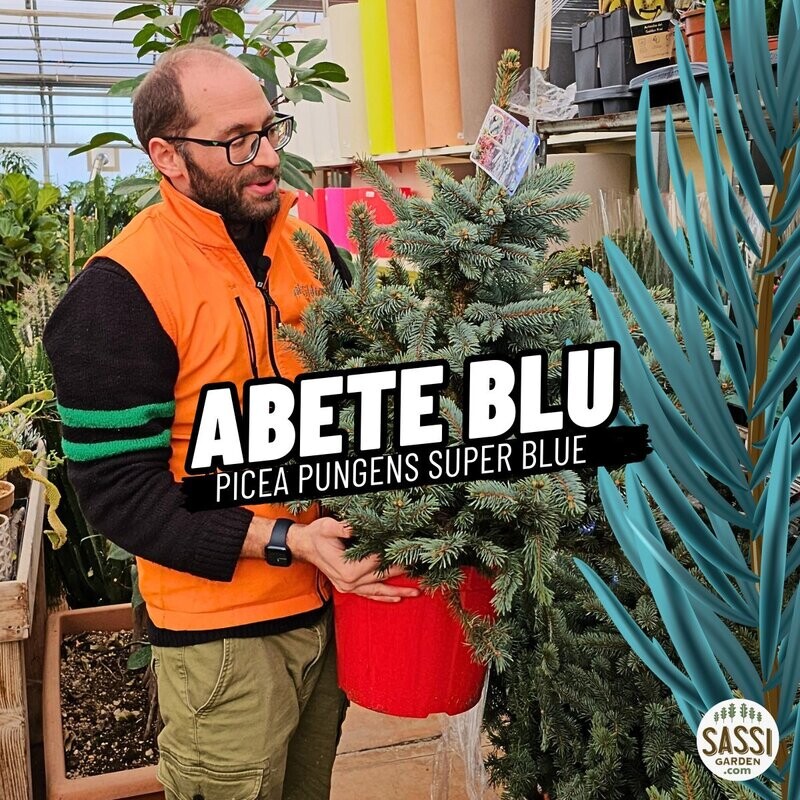 Abete Blu, Picea pungens &#39;Super Blue&#39;, Pino Argentato, Abete azzurro - vaso Ø27 cm