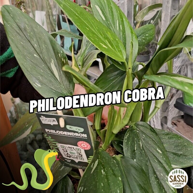 Philodendron &#39;Cobra&#39;, Monstera Standleyana - vaso Ø19 cm