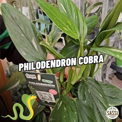 Philodendron 'Cobra', Monstera Standleyana - vaso Ø17 cm