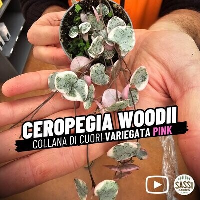Ceropegia Woodii variegata Pink, Rosa, Collana di Cuori, String of Hearts, Collana d'Amore - vaso Ø6 cm