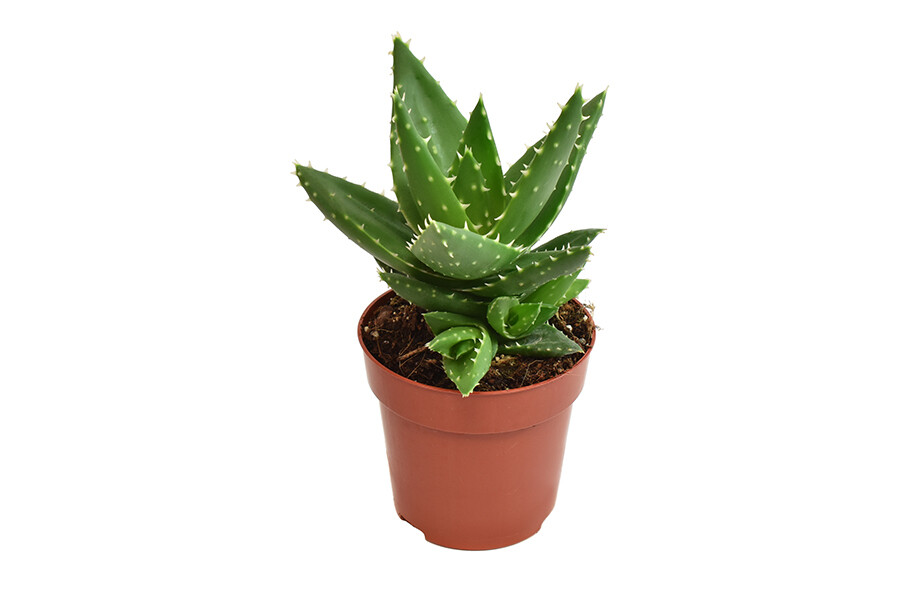 Aloe mitriformis - vaso Ø8,5 cm