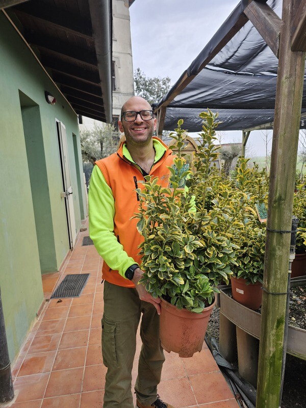 Euonymus japonicus &#39;Aurea&#39;, &#39;Evonimo, Euonymus Aureomarginata - vaso Ø24 cm, h 50 cm fuori vaso