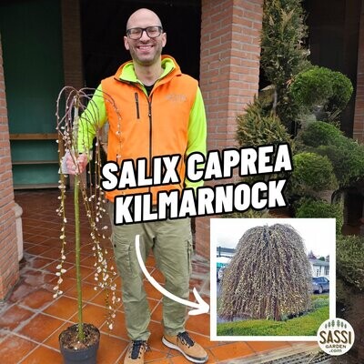 Salix caprea 'Kilmarnock', Salice Pendula - vaso Ø23 cm, h 140 cm 2